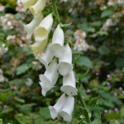 Digitalis purpurea f. albiflora