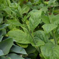 Digitalis purpurea f. albiflora