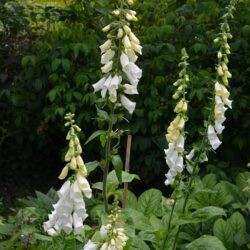 Digitalis purpurea f. albiflora