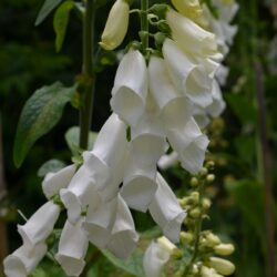 Digitalis purpurea f. albiflora