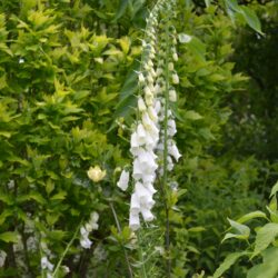 Digitalis purpurea f. albiflora