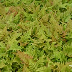 Dryopteris erythrosora