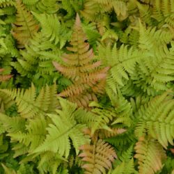 Dryopteris erythrosora