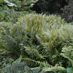 Dryopteris filix mas