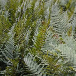 Dryopteris filix mas