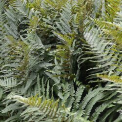 Dryopteris filix mas