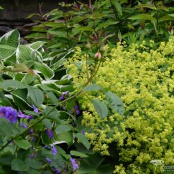 Alchemilla mollis