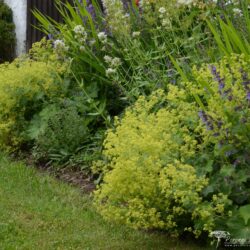 Alchemilla mollis