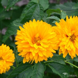 Heliopsis helianthoides var. scabra Goldgefieder