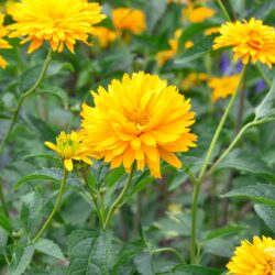 Heliopsis helianthoides var. scabra Goldgefieder