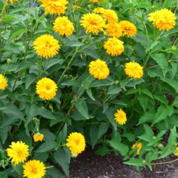 Heliopsis helianthoides var. scabra Goldgefieder