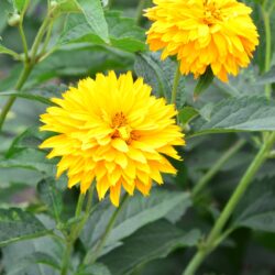 Heliopsis helianthoides var. scabra Goldgefieder