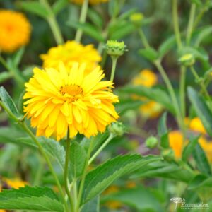 Heliopsis helianthoides var. scabra Spitzentänzerin