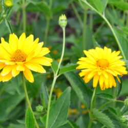 Heliopsis helianthoides var. scabra Spitzentänzerin