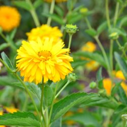 Heliopsis helianthoides var. scabra Spitzentänzerin