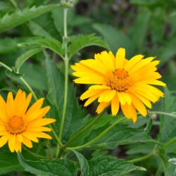 Heliopsis helianthoides var. scabra Spitzentänzerin