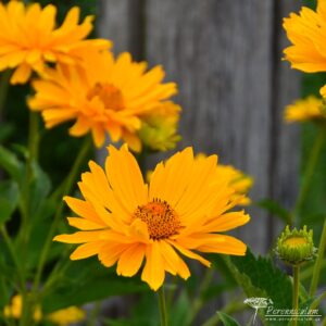 Heliopsis helianthoides var. scabra Venus