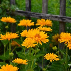 Heliopsis helianthoides var. scabra Venus