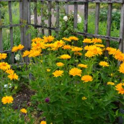 Heliopsis helianthoides var. scabra Venus