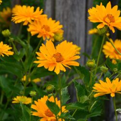 Heliopsis helianthoides var. scabra Venus