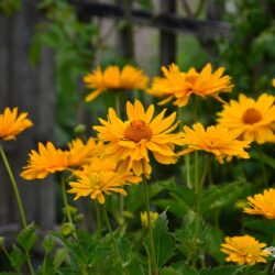 Heliopsis helianthoides var. scabra Venus