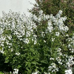 Hesperis matronalis var. albiflora