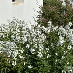 Hesperis matronalis var. albiflora