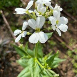 Hesperis matronalis var. albiflora