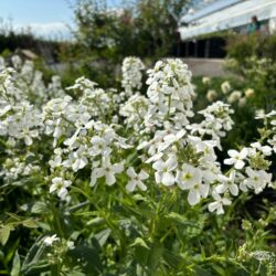 Hesperis matronalis var. albiflora