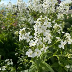 Hesperis matronalis var. albiflora