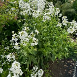 Hesperis matronalis var. albiflora