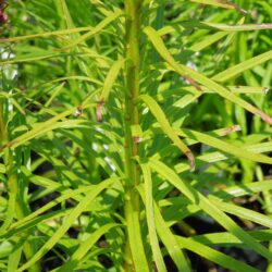 Liatris spicata Floristan Violett