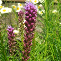 Liatris spicata Floristan Violett