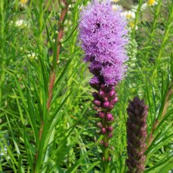 Liatris spicata Floristan Violett