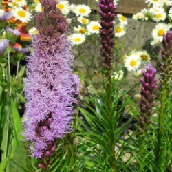 Liatris spicata Floristan Violett