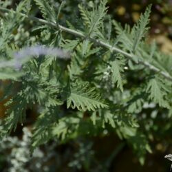 Perovskia atriplicifolia Little Spire