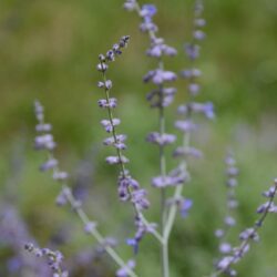 Perovskia atriplicifolia Little Spire