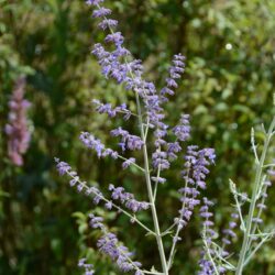 Perovskia atriplicifolia Little Spire