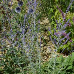 Perovskia atriplicifolia Little Spire