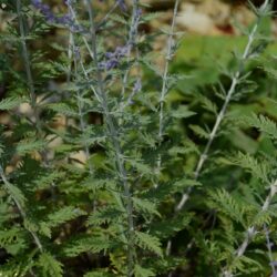 Perovskia atriplicifolia Little Spire