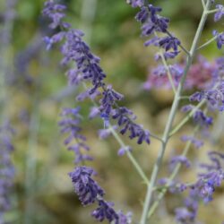 Perovskia atriplicifolia Little Spire