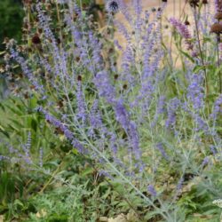 Perovskia atriplicifolia Little Spire