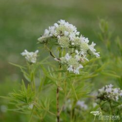 Pycnanthemum tenuifolium