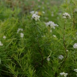 Pycnanthemum tenuifolium