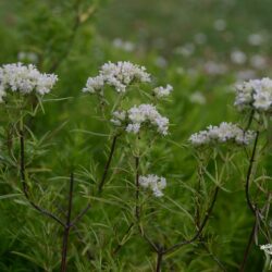 Pycnanthemum tenuifolium