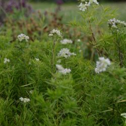 Pycnanthemum tenuifolium