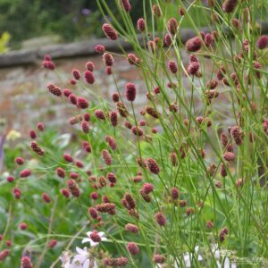 Sanguisorba officinalis Arnhem