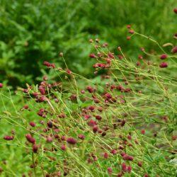 Sanguisorba officinalis Arnhem