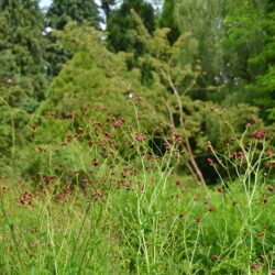 Sanguisorba officinalis Arnhem