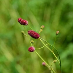 Sanguisorba officinalis Arnhem